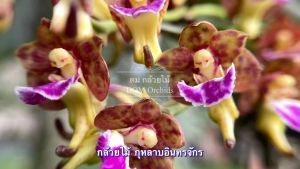 กุหลาบอินทรจักร กล้วยไม้กู 70 บรรเทา 8-15 คู่ใบ ขนาดจัดส่งตามภาพตัวอย่าง 1 ตะกร้า/ดม กล้วยไม้