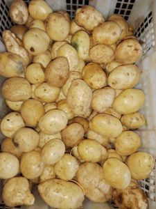 Kentang Segar 1kg Umbi Umbian kentang goreng