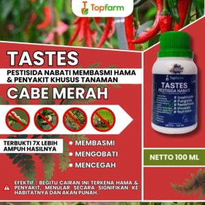 Obat Bule Pada Tanaman Cabe / Obat Cabai Daun Kuning / Obat Daun Cabe Keriting Dan Kuning / Obat Keriting Pada Daun Cabai / Obat Tanaman Cabe Daun Keriting