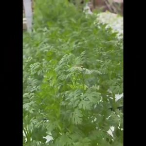 ม้ารุ้ง 🇹🇭 ผักซองม้ารุ้ง Z210# เมล็ดพันธุ์ เมล็ดพันธุ์ผัก ผักสวนครัว ตราม้ารู่