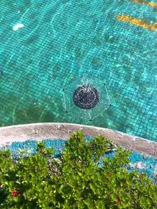 SUNSUN | Solar Power Fountain Pump