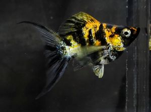 Trico Red Head Balloon Molly Fish(Female) 红头短身气球茉莉鱼(母)❗️(Not random fish)❗️Fish same as order❗️38