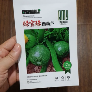 Hạt giống nhập khẩu bí ngòi tròn xanh rất sai trái