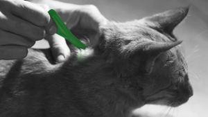 Nhỏ Gáy Phòng Và Diệt Ve Rận Bọ Chét Cho Mèo Frontline