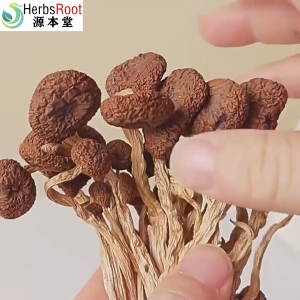 Tea Tree Mushroom 500g Agrocybe Aegerila chashugu Natural Sun-Dried | Organic & Sulfur-Free | Premium Grade Mushrooms