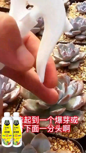 Succulent Sprouts Flower & Fertilizer Nutrient Solution Rooting Hormone Garden