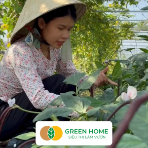 Hạt Giống Đậu Đũa Tím GreenHome Gói 10g~50 hạt Dễ Trồng Quanh Năm Nảy Mầm Cao T38