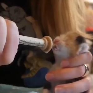 2/10Pcs Pet Feeding Miracle Nipples for Kitten and Puppy Silicone Feeding Pacifier