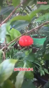 ต้นมะยมแดง คนไทยเชื่อกันมาตั้งแต่สมัยโบราณว่าเป็นต้นไม้ที่มีชื่อเป็นมงคลนาม ปลูกและจะได้นิยมเหมือนมีนะเมตตามหานิยม 100 เวลาของการรักษาที่สมัย