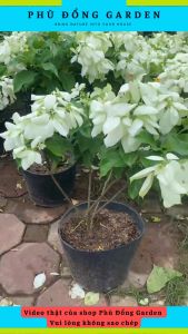 Hoa Én Bạc cao 50cm nở hoa cực đẹp tạo điểm nhấn khu vườn hoa nở quanh năm | Bảo hành cây hỏng Hoa dễ chăm sóc