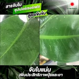 สารจับใบ - ซูปเปอร์เซอร์เฟส ขนาด 1 ลิตร ช่วยยึดเกาะใบ จับใบทน เพิ่มประสิทธิภาพ ลดการสูญเสียปูยและยา สำหรับไม้ ช่วยลดความเสียหายและสามารถใช้งานได้ดีขึ้น