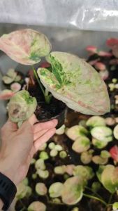 บอนสี เจ้าวัง บอนสี บอนใบกลม สีพาสเทล Caladium