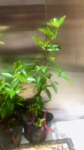 Cây ăn trái  Cherry nhiệt đới Brazil ra trái ở xứ nóng -có hương vị ngọt ngào và màu sắc tươi sáng - MAI HUY - MSP 2955