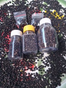 Buah Angkung kering Obat Herbal Alami Stroke & Saraf isi 1000 biji