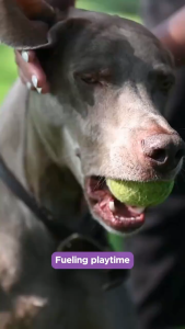 【Pet Mates】Wellness Complete Health Natural Dry Dog Food Kibble w Wholesome Grains