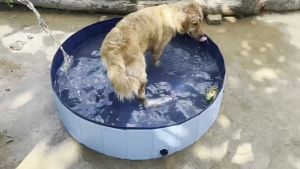 สระน้ำเด็ก-สระว่ายน้ำเด็ก สระน้ำครอบครัว อ่างอาบน้ำแบบพับเก็บได้ สระน้ำขนาดใหญ่ อ่างน้ำเด็ก สระน้ำสัตว์เลี้ยง อาบน้ำสัตว์เลี้ยง สัตว์เลี้ยงว่ายน้ำ