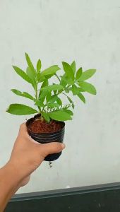 [Cây dược liệu] Chậu cúc tần chữa nhức đầu đau nhức xương - Minh Khương