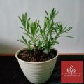 tanaman Lavender english lavandula asli daun harum. 