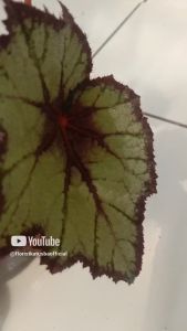 Begonia Dark Glowmy Premium - Tanaman Hias Daun Warna-Warni untuk Taman