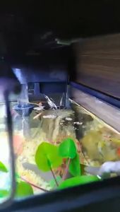 Filter Gantung Skimmer Hanging Hang On Fillter Amara AA503 AA 503 Untuk Aquarium Aquascape Ikan Hias