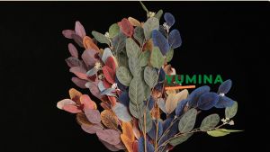 Cành Khuynh Diệp Dài 90CM Đẹp Mê Mẩn Trang Trí Nhà Cửa Nhà Hàng Sang Trọng