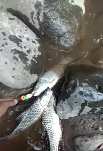 Umpan Popper Kayu Handmade 5cm 6cm 7cm Popping Termasuk Treble Hook Umpan Pancing