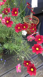 Benih COSMOS RED (isi-5) - Biji Bunga