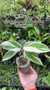 arrowroot variegated