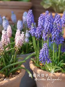 Củ giống Nho lục bình (Hoa chuông xanh) (Muscari) - 3 Củ