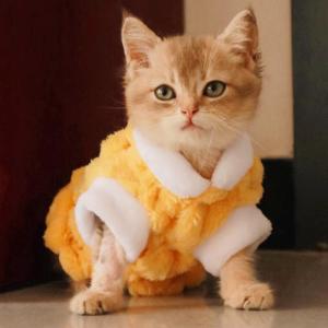 Cat Clothes Autumn and Winter Blue Cat British Shorthair Silver Gradual Layer Kittens Small Size Dogs Pet Dog Traction Golden Turtle Velvet Vest