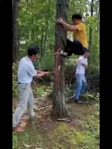 500g Long Lasting Herbicide Granules 5% Cyclozinone Poisonous Grass Powder for Wild Grass Poison Control 除樹劑