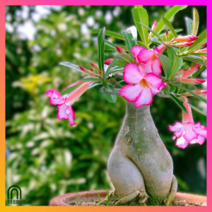 SeedsPLAZA™ - Desert Rose Seed Mix for Planting Flowers (6 Seeds) incl. Instruction for Adenium Obesum succulent plant