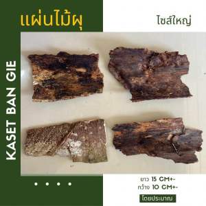 แผ่นไม้ผุ ไซส์ใหญ่ ชุดละ 1 ชิ้น Kaset Ban Gie