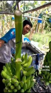 Alat panen pisang Susruk pisang / sisir pisang / Pisau dapur