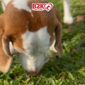 Absolute Bites Wild Age Dry Dog Food For Dogs (1.5kg / 9.97kg)