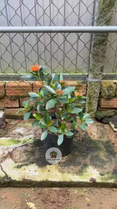 Cây Mai Thái Xanh (Hoa Đỏ) - Tổng thể tầm 30-40 cm - Chịu nắng - Sắp ra hoa hoặc nụ hoa!