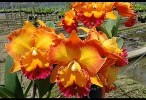 แคทรียา Asian sunrise กล้วยไม้ใหม่