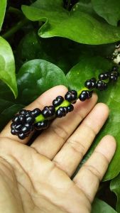 25 BIJI BENIH TANAMAN ANGKUNG | BASELLA RUBRA KERING