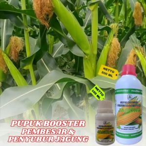 Pupuk Cair Pelebat Jagung Terbaik & Obat Pertumbuhan Jagung