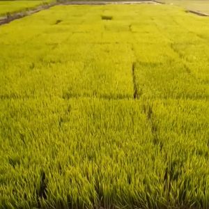 BIBIT PADI SILIWANGI TERBARU