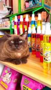 ไอวี่ Ivy น้ำหอมสำหรับสุนัข Perfume for your lovely dog ขนาด 120 ซีซี.cc. สูตรเฉพาะสำหรับสัตว์เลี้ยง