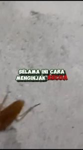 Racun Kecoa SUPER AMPUH SPRAY 250ml