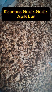 Kencur Lokal Mentah Segar 1Kg Herbal Bumbu Rempah Jamu Asli