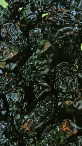 南枣 250g Nan Zao South Dates 新疆南枣 浙江南枣 蓝枣 蓝 枣