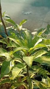 Bibit Sawo Manila: Tanaman Trend & Bibit Berkualitas