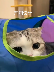 Đồ chơi mèo đũa trêu ghẹo mèo giải trí tự do vật dụng giảm bớt sự nhàm chán đường hầm cho mèo mê cung cho mèo con bộ sưu tập đồ dùng cho thú cưng