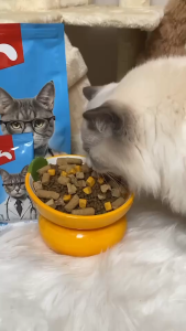 [SPECIAL DEAL] Mr.Vet อาหารแมว Holistic T1 1kgปรับปรุงผิวและเส้นผม ส่งเสริมการย่อยอาหารและการดูดซึม