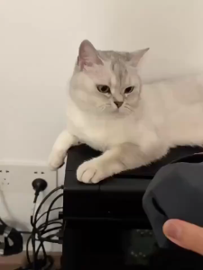 Cool Batman Cat Mask Black Avenger Pet Mask for Cosplay and Holiday Party