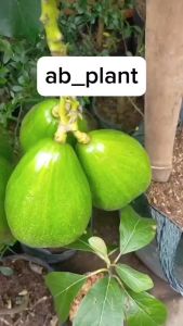 Bibit Alpukat Aligator Super Genjah