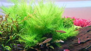 Hygrophila Balsamica细叶水罗兰(6 stems)/Aquatic Plants/Tumbuhan Akuatik-Emerge水上叶